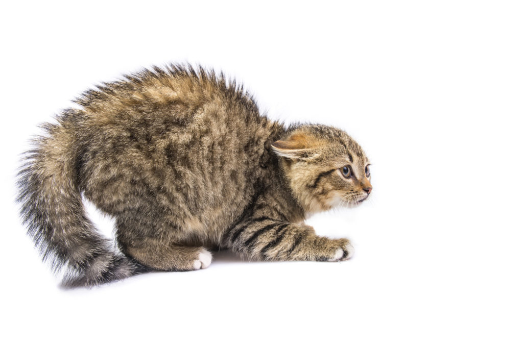ängstliche katze Ängstliche Katze