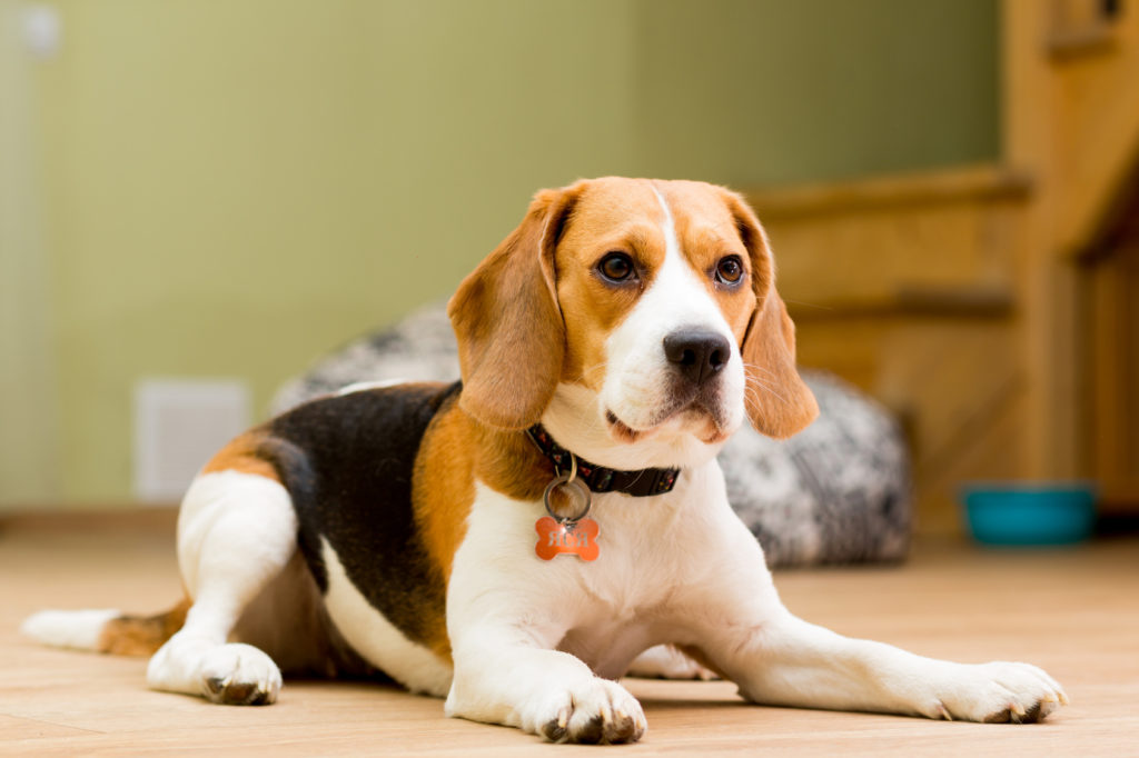2 Jahre Beagle Beagle Hundeblick