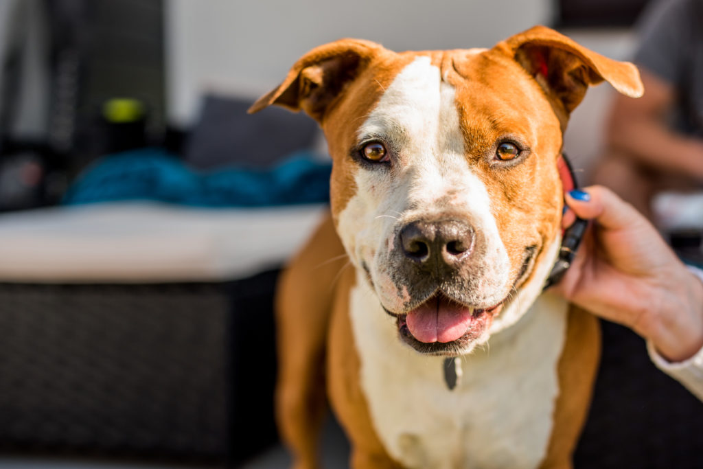 American Staffordshire Terrier mit Halsband