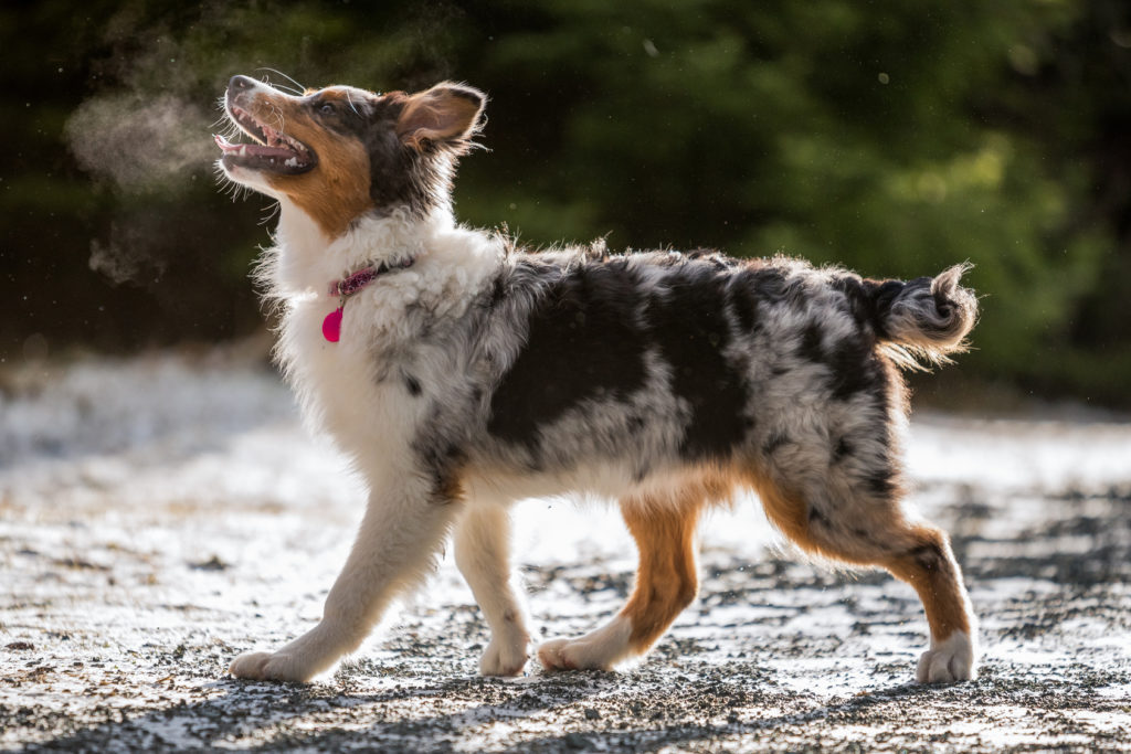 Australian Shepherd Welpe Australian Shepherd valp