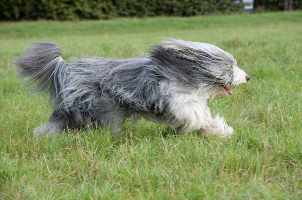 Bearded Collie rennt über Wiese bearded collie rennt über wise