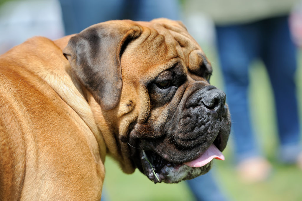 English Mastiff Hund English Mastiff Hund