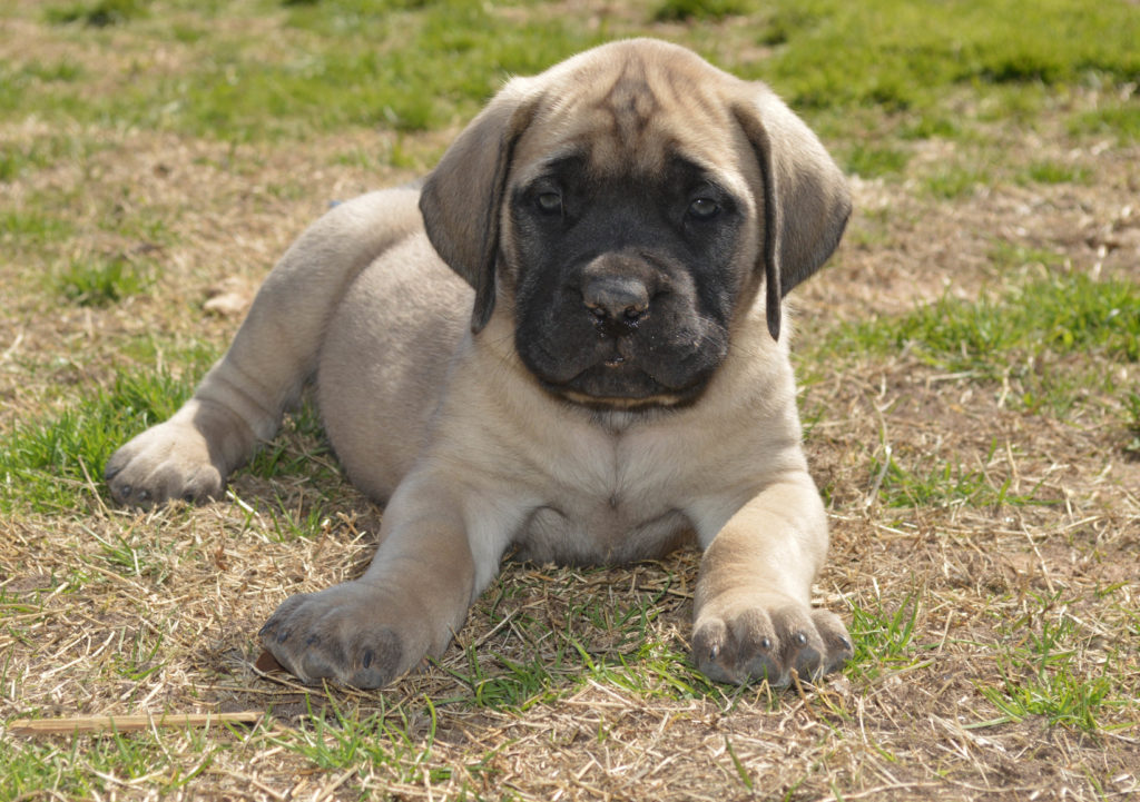 Ein English Mastiff Welpe liegt im Garten English Mastiff Welpe