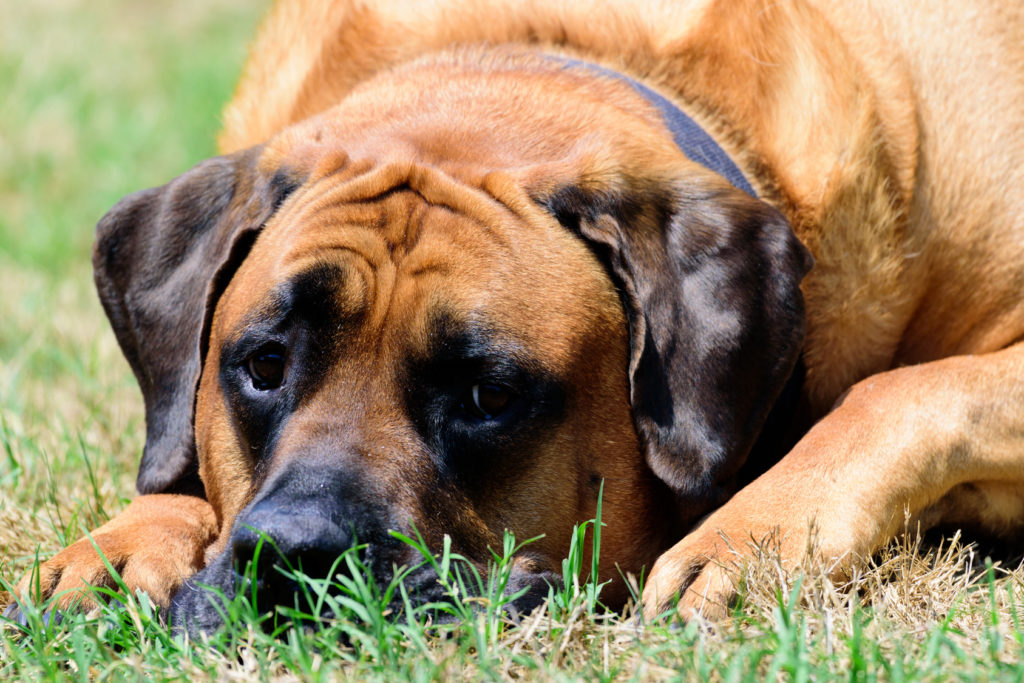 Ein English Mastiff liegt im Grass English Mastiff im Gras