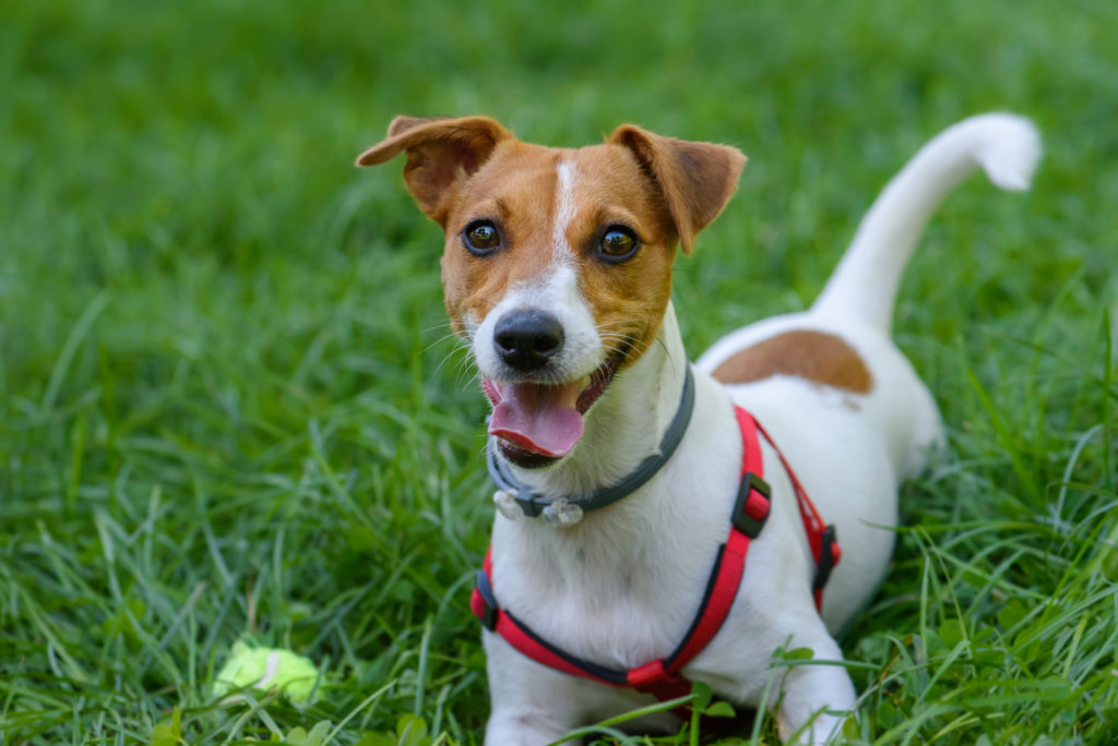 Jack Russell glücklich im Gras