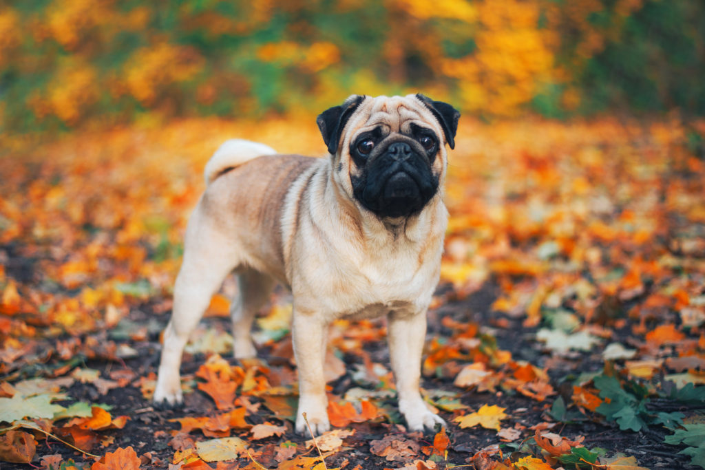 Pug in Autumn Pug in Autumn leaves