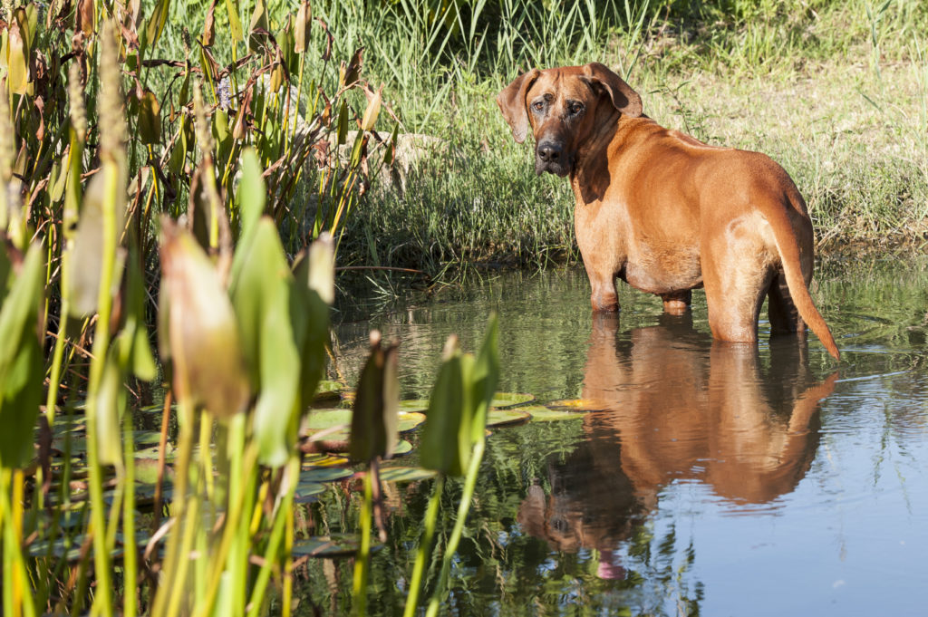 Rhodesian Ridgeback im wasser