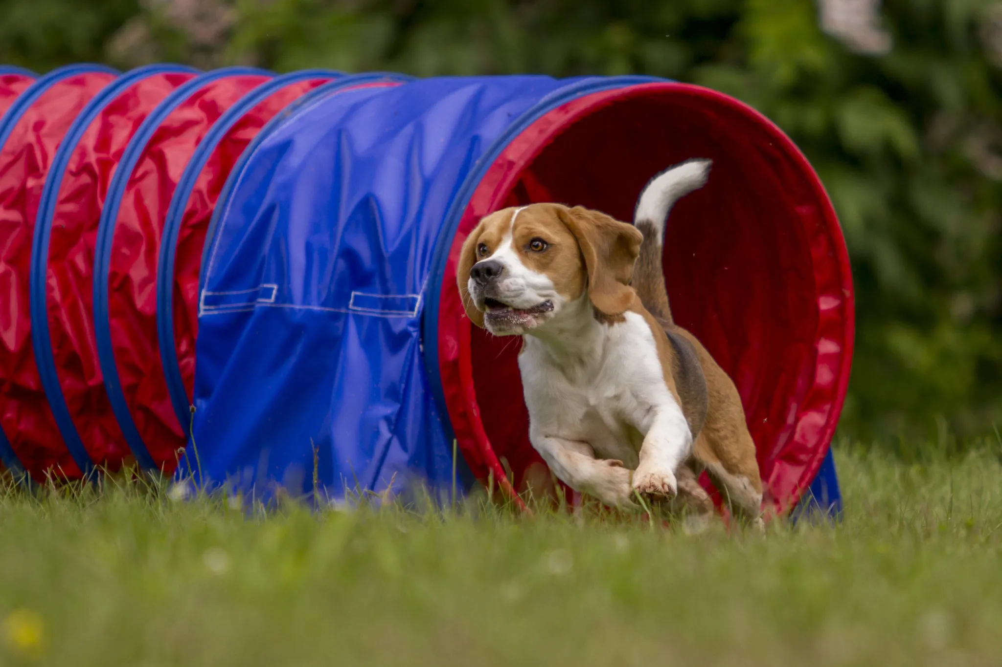 agility udstyr agility udstyr