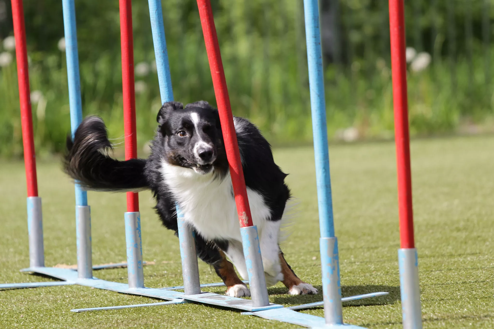 agility slalom agility slalom