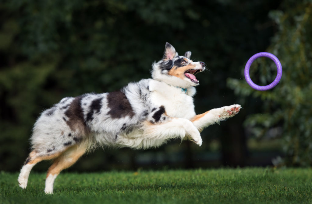 australian shepherd agility australian shepherd beim agility training