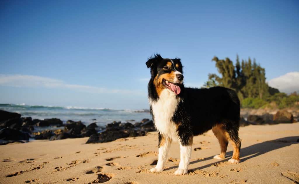 australian shepherd schwarz australian shepherd svart