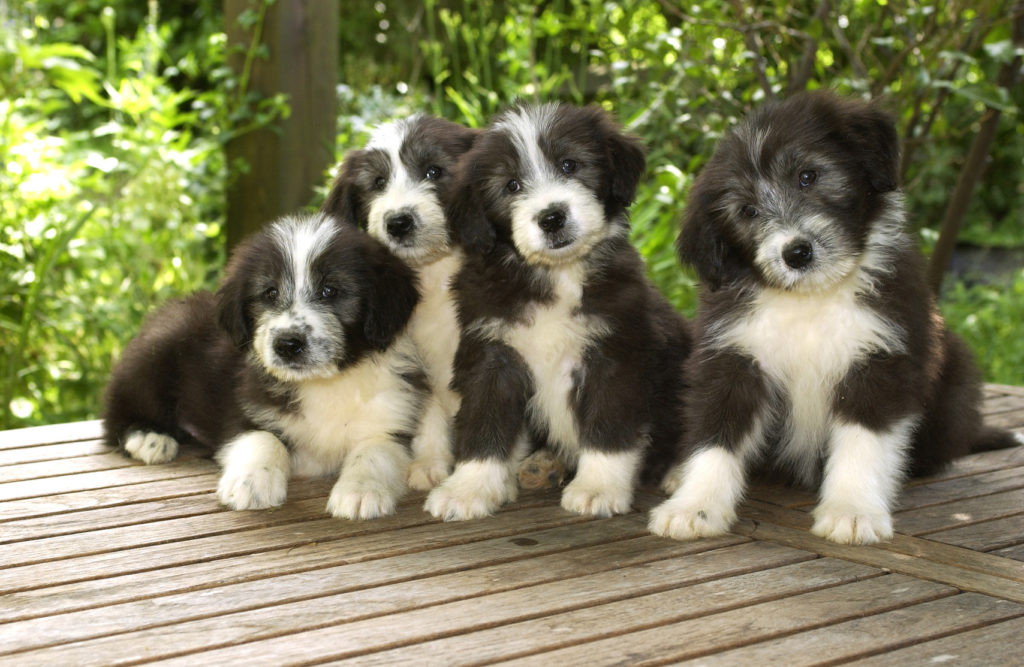 bearded collie welpen auf terrasse