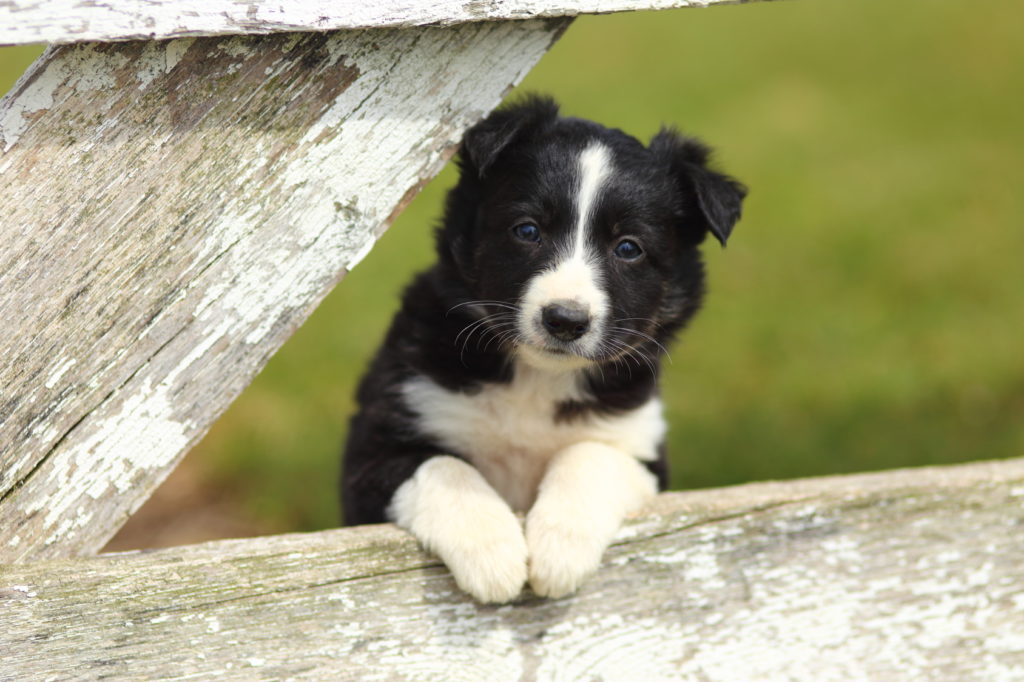 Border Collie 🐶 fajtaleírás Amit tudni érdemes Zooplus Magazin