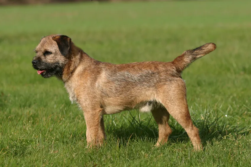 border terrier glücklich