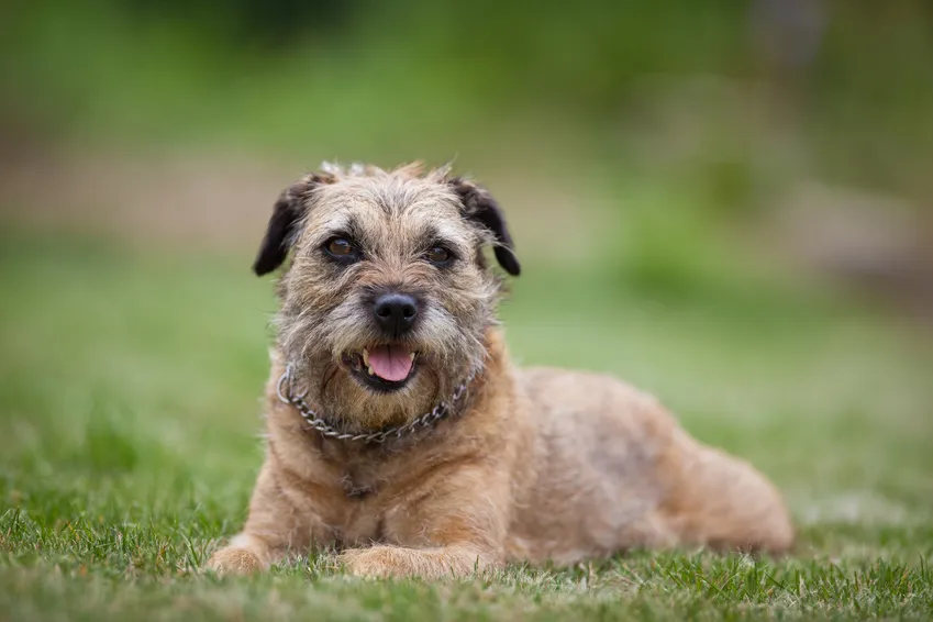 border terrier im grass