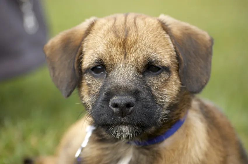 border terrier welpe