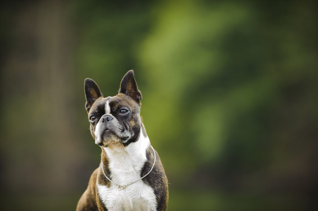 Ein Porträtfoto eines Boston Terriers bosten terrier porträtfoto
