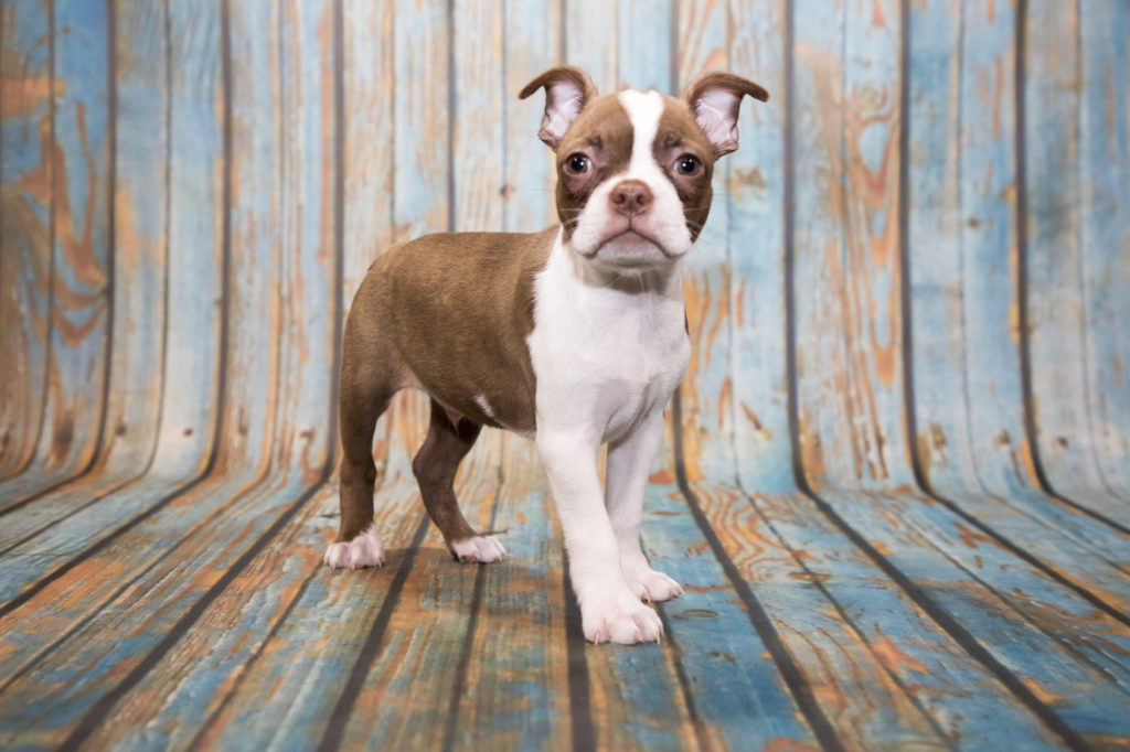 Ein Boston Terrier Welpe sitzt auf einer Bank boston terrier welpe auf bank