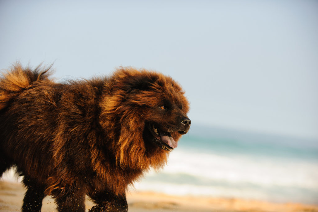 braun chow chow meer hund chow chow am meer strand