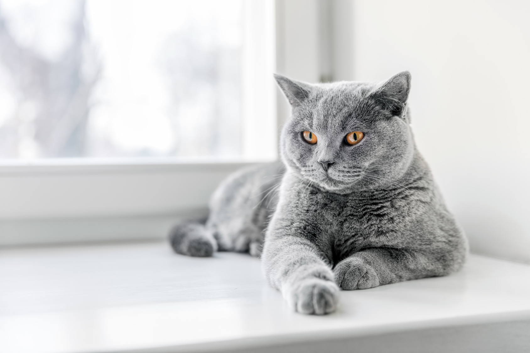 Brit rövidszőrű (British shorthair) fajtaleírás | Zooplus Macska Magazin