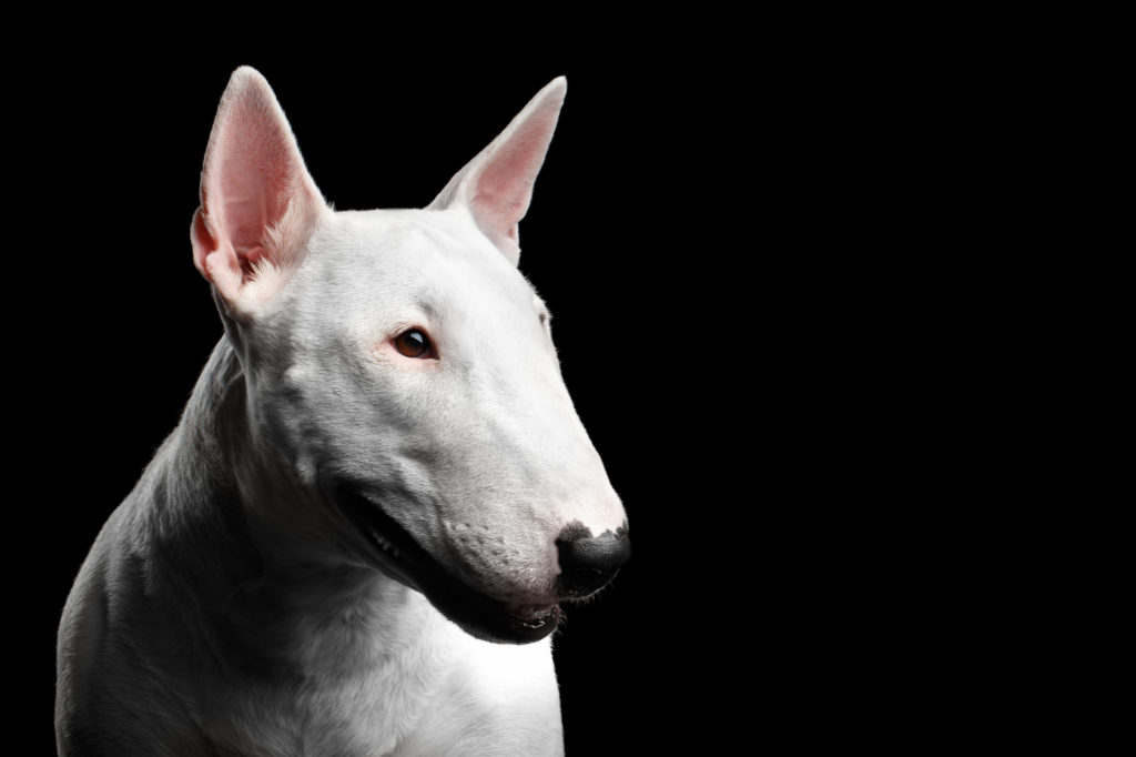 weißer bullterrier schwarzer hintergrund