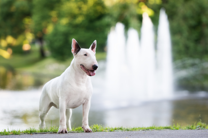 bullterrier-hund vor wasserfontäne