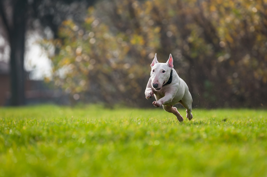 bullterrier sprintet über wiese