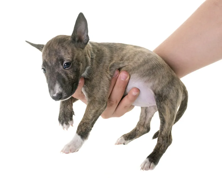 bullterrier welpe liegt in menschenhand