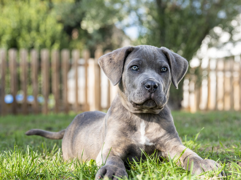 Cane Corso valp