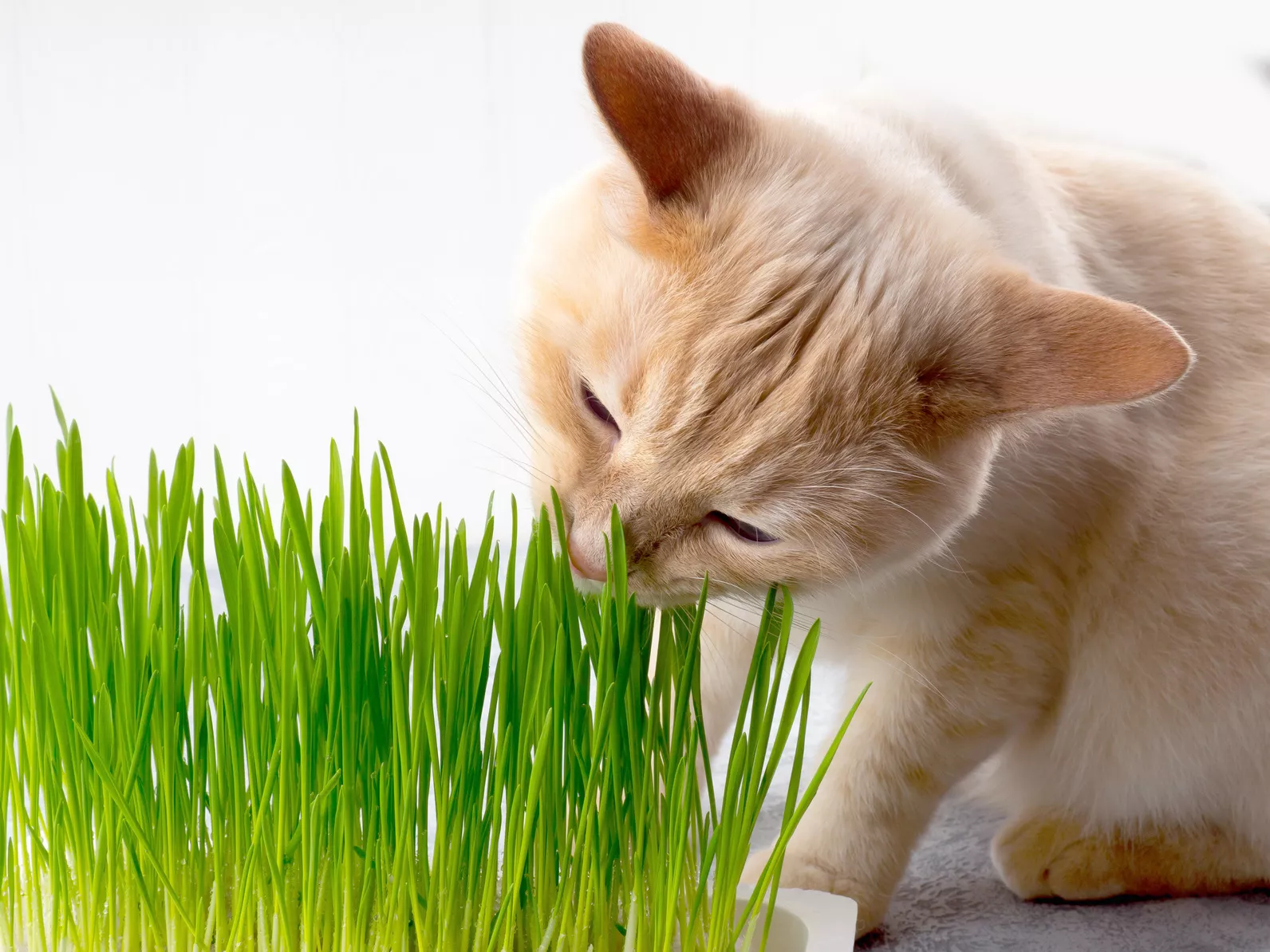ungiftige pflanzen für katzen ungiftige pflanzen für katzen
