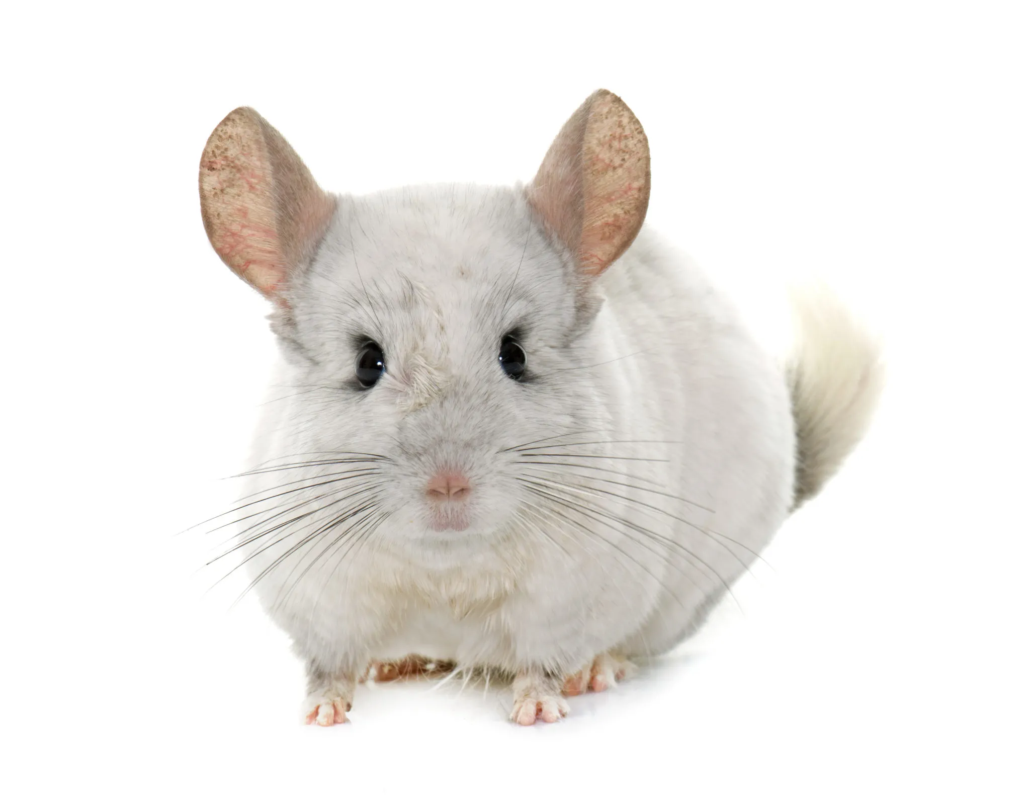 chinchilla chinchilla
