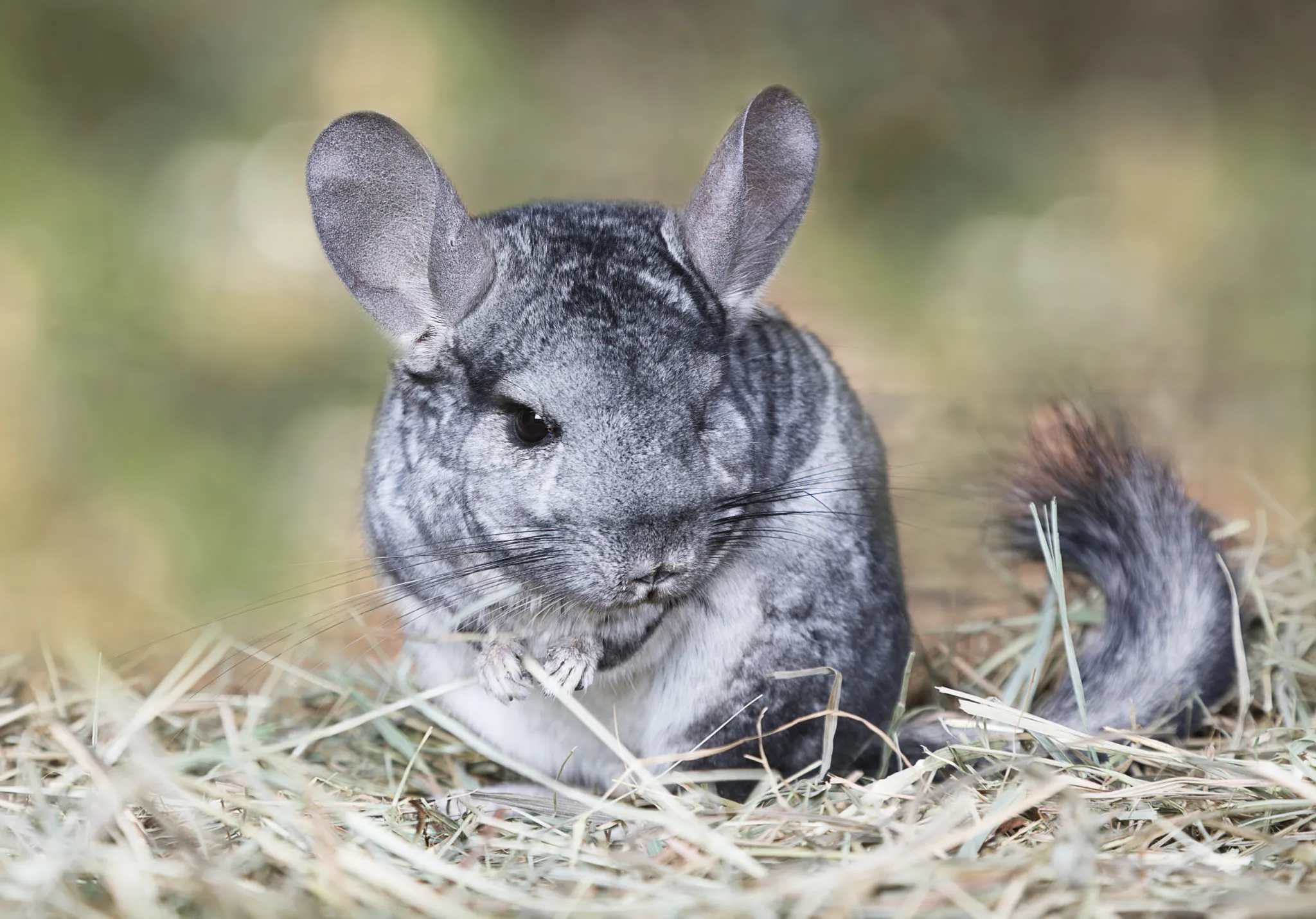 chinchilla chinchilla