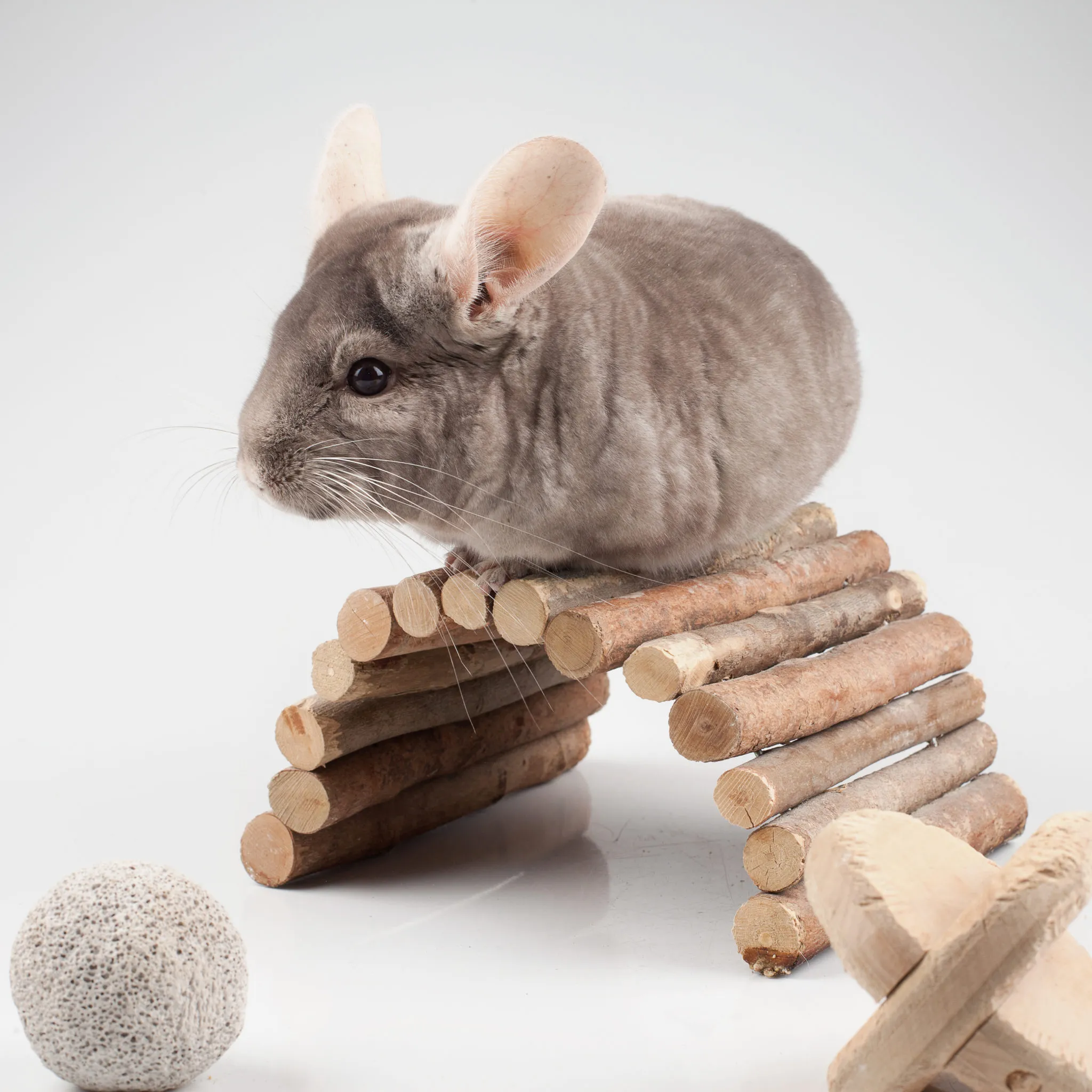 chinchilla chinchilla