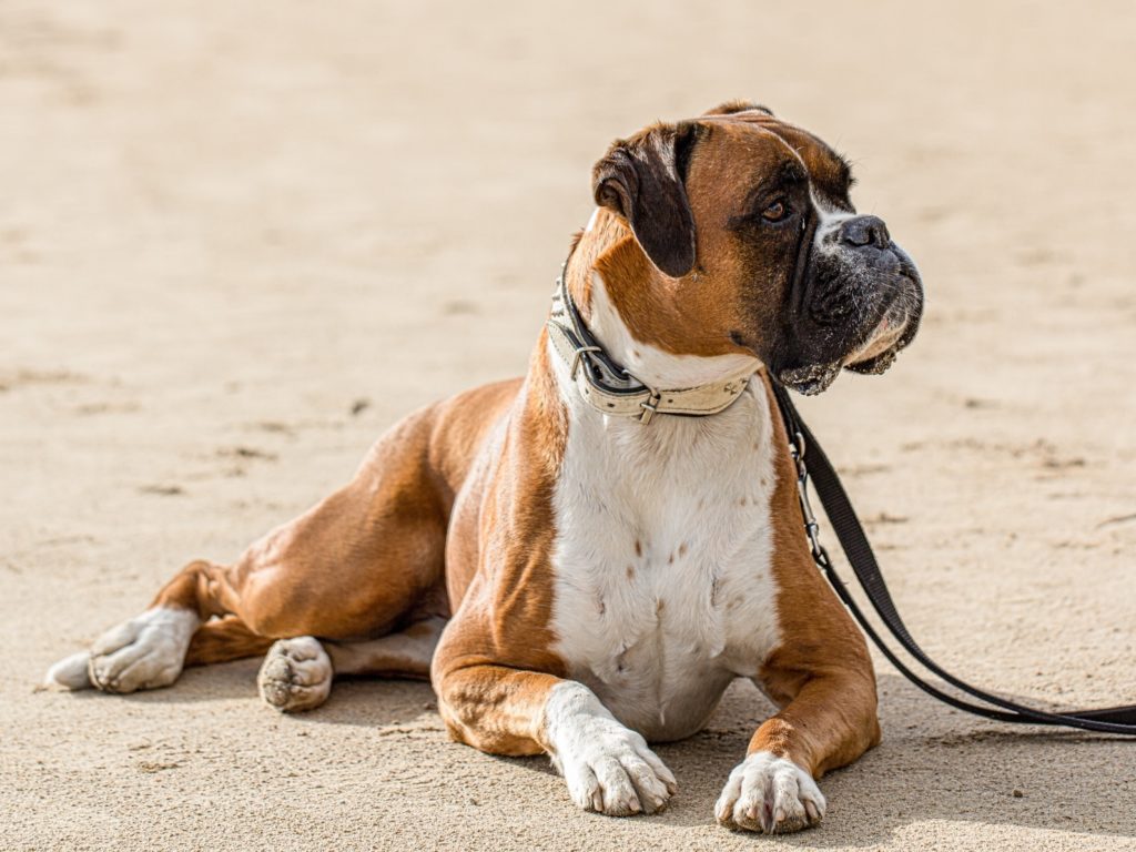 deutscher boxer braun deutscher boxer braun liegt auf sand