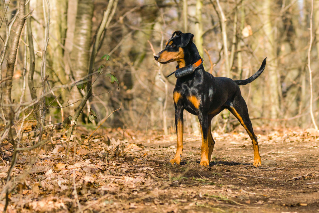 deutscher pinscher im Wald