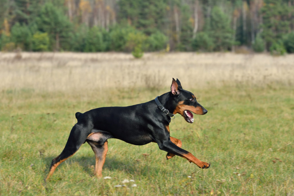 deutscher pinscher im grass deutscher pinscher im grass