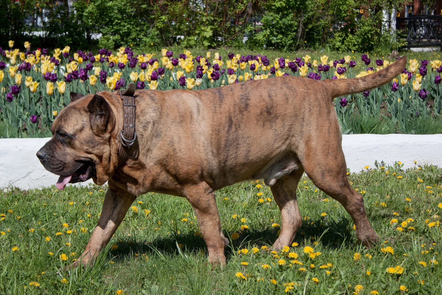 presa canario im gras