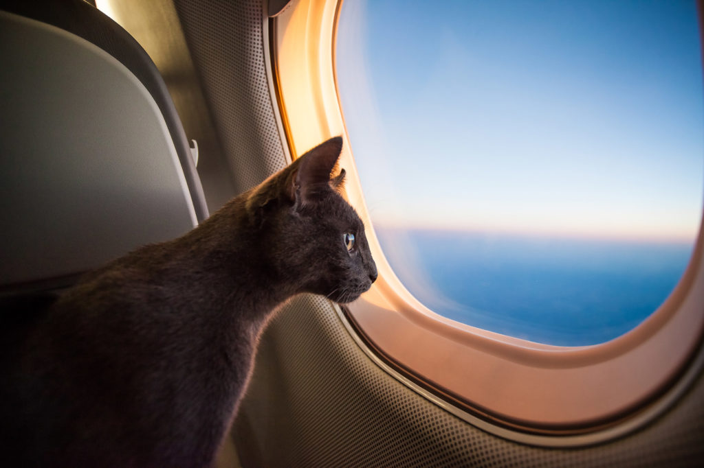 katze im flugzeug blickt aus fenster