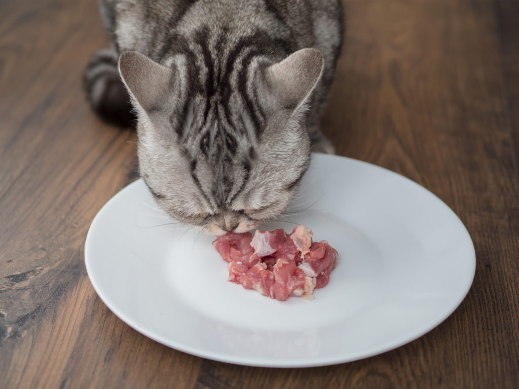 futter für freigängerkatzen Katze frisst in der Wohnung frisches Fleisch