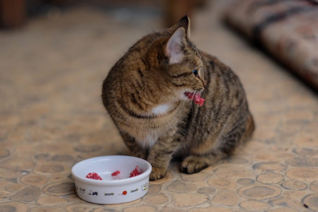 futter für freigängerkatzen Freigänger-Katze vor Futternapf mit Fleisch
