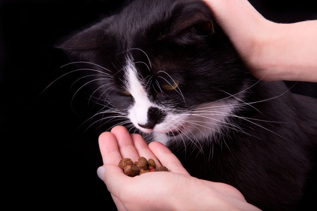 Eine schwarze Katze erhält Leckerlis aus einer Hand katze bekommt leckerlis aus hand