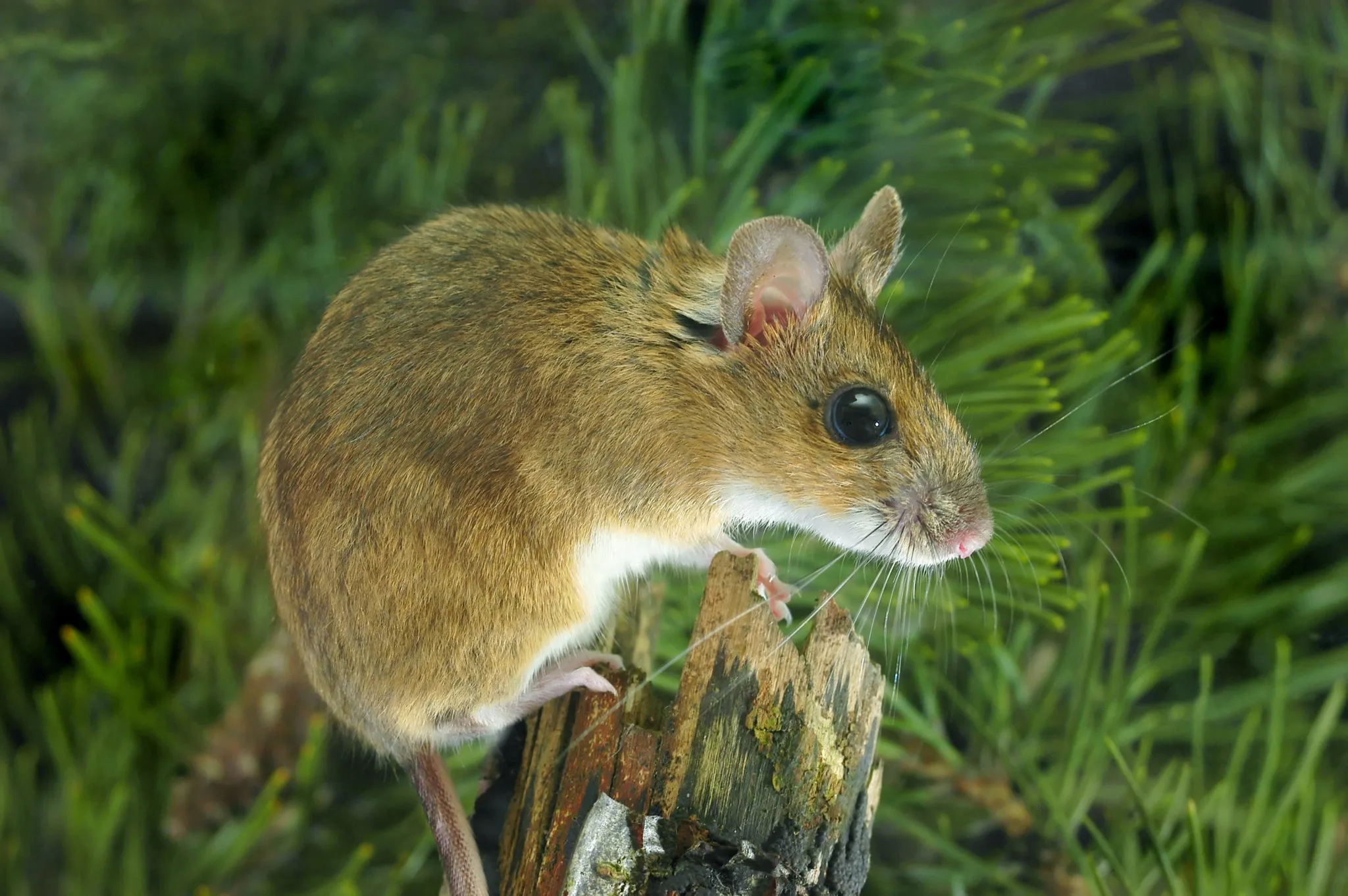 gelbhalsmaus gelbhalsmaus