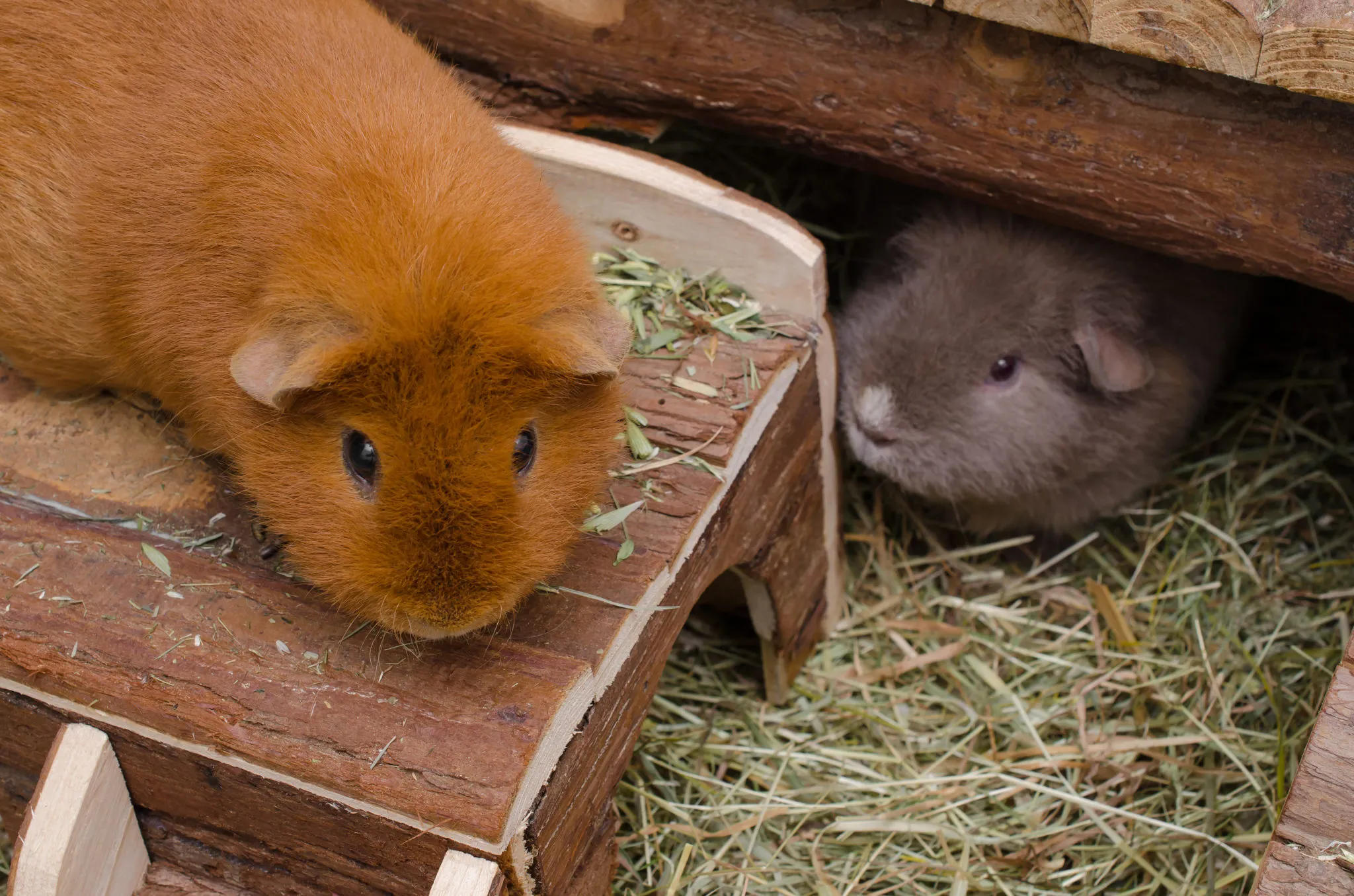 meerschweinchenkäfig meerschweinchenkäfig