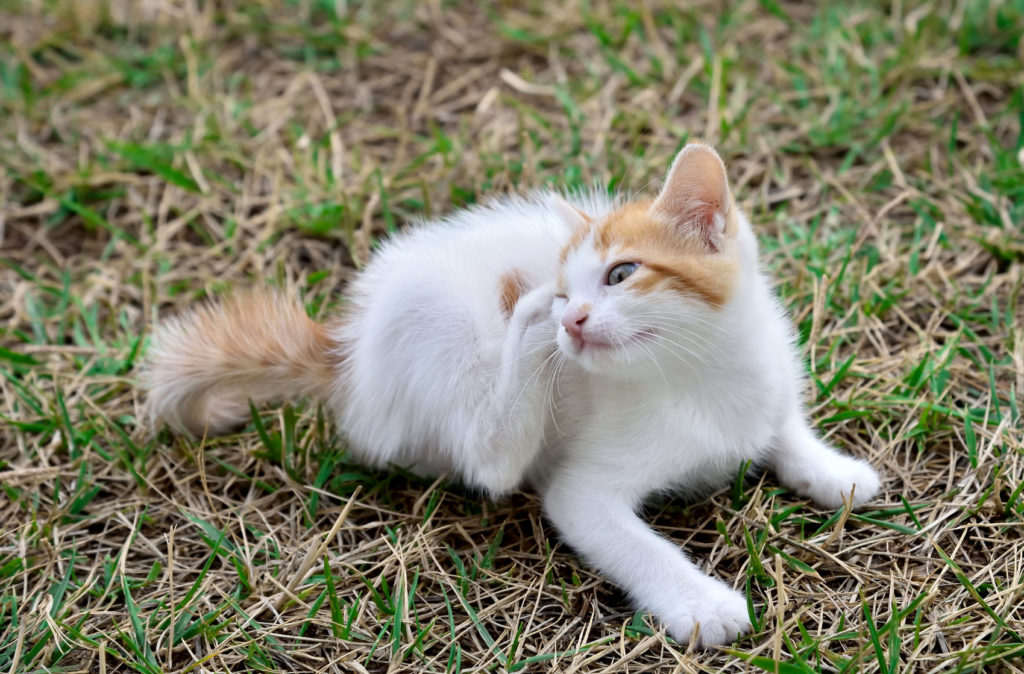 hautkrankheiten bei katzen