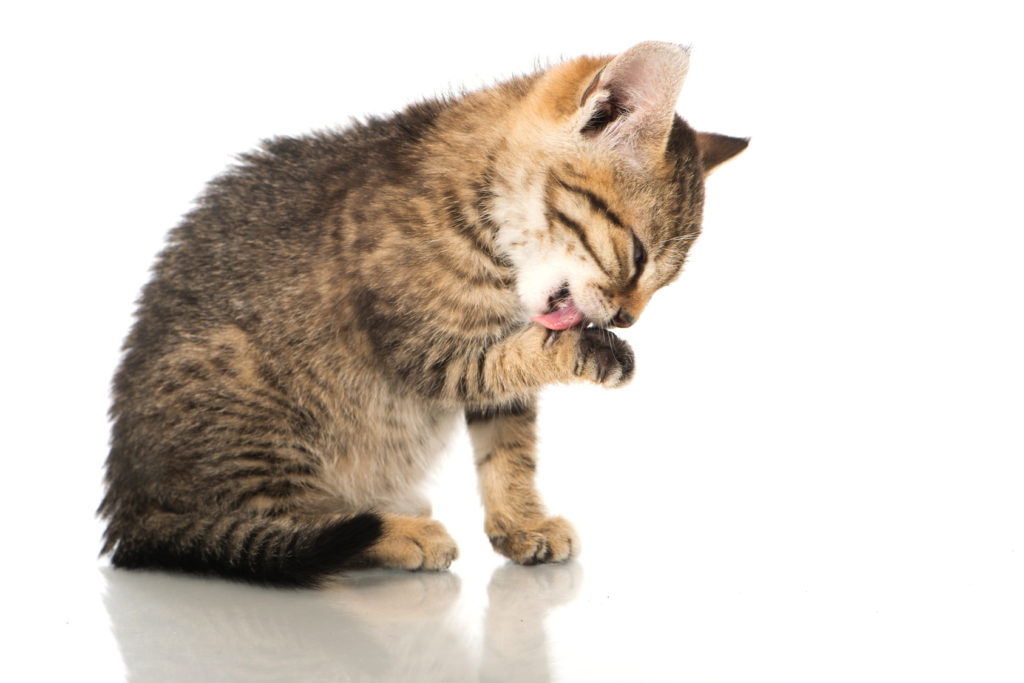 hautkrankheiten bei katzen hautkrankheiten bei katzen