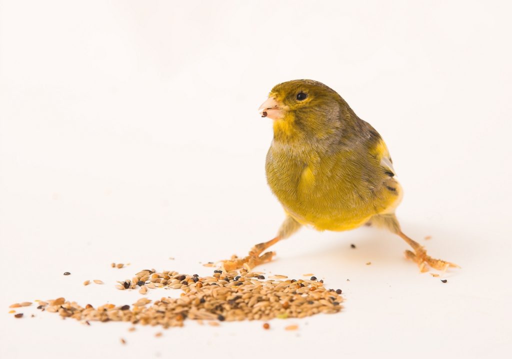 kanarienvogel ernährung