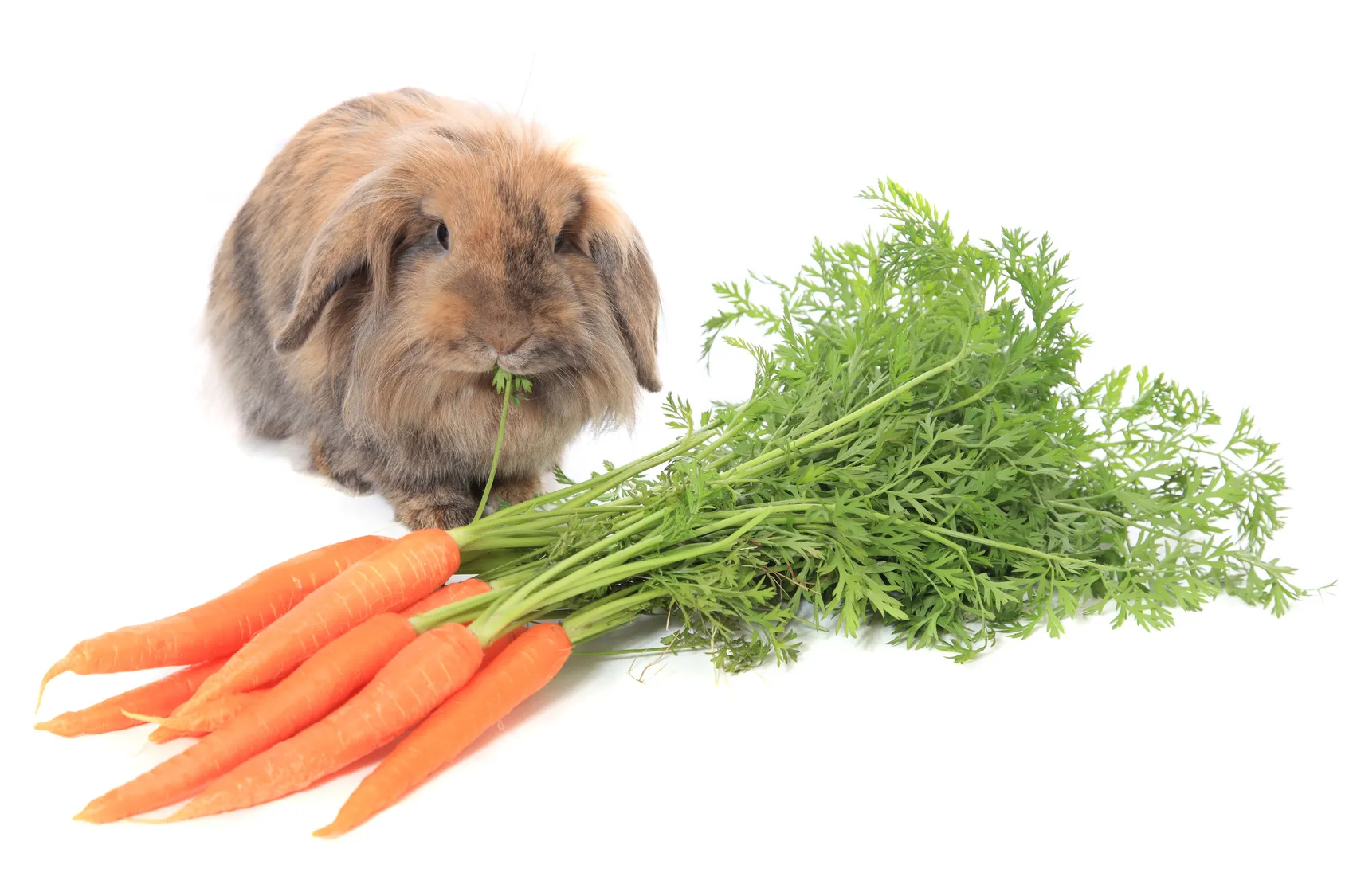 kaninchen ernährung
