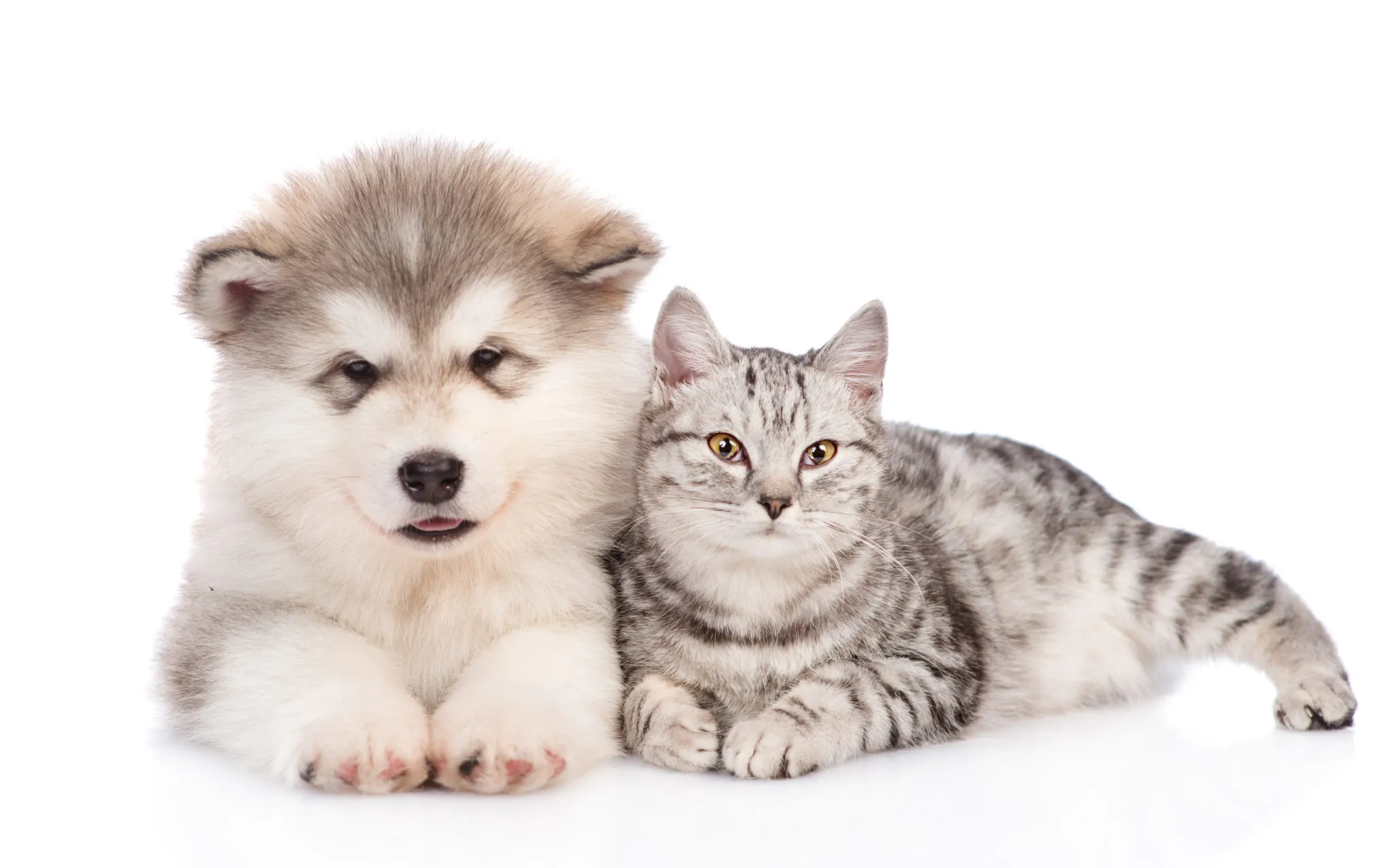 katze und hund katze und hund