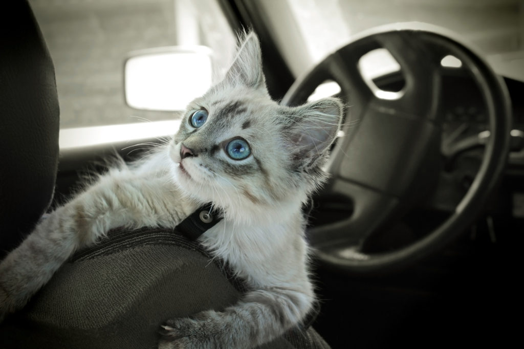 katze auto Kätzchen im Auto