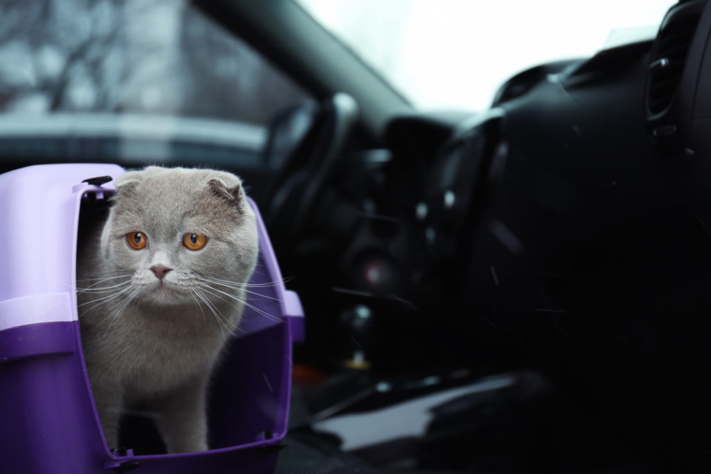 katze auto Katze im Auto
